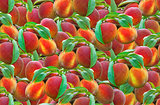 Peach Seamless Pattern
