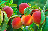 Ripe Peach Branch