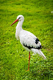 White stork in the meadow
