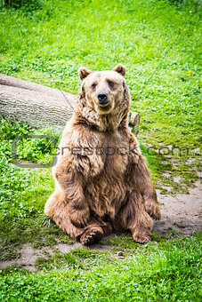 Brown bear Ursus arctos