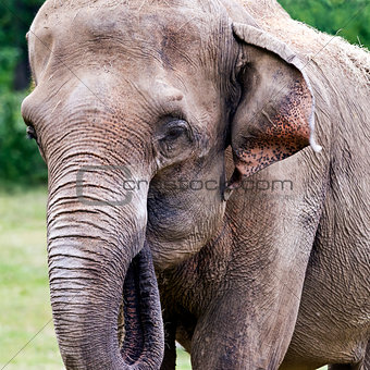 Head of elephant (Asian or Asiatic elephant)