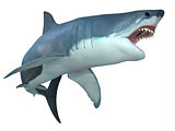 Dangerous Great White Shark