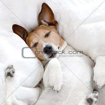 sick ill or sleeping dog