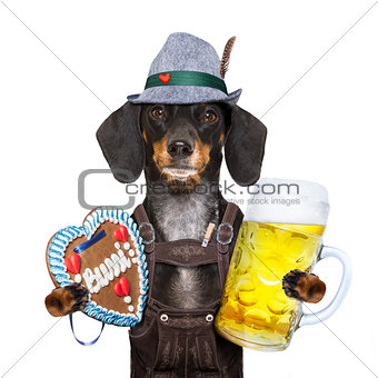 bavarian beer dog 