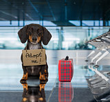 dog in airport terminal on vacation ready for transport in a box