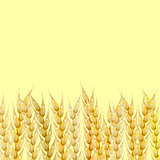Background with wheat spikelets, vector illustration.