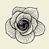 Rose flower sketch
