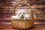 Cute White Puppies