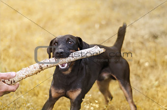 Blurred autumn background with a dog holding a stick.