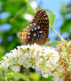 butterfly and nature