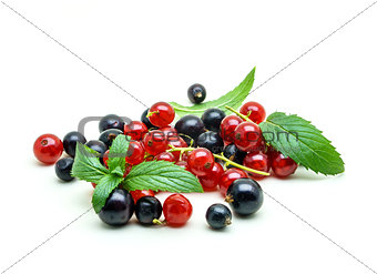 Black and Red Currants on white background