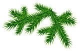 Green juicy one pine branch