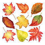 Beautiful watercolor colorful autumn leaves isolated on white background