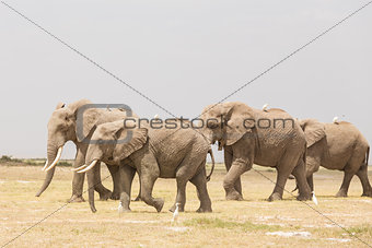 Herd of wild elephants in Amboseli National Park, Kenya.