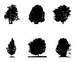 Set of Black and White Silhouette of Deciduous Tree, whose branc