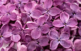background of flowers of lilac closeup