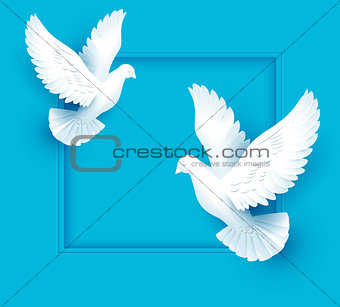 Two white dove fly on blue background