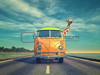 Giraffe by car on highway