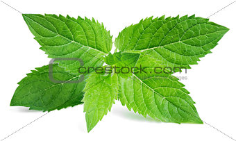 Fresh raw mint leaves on white