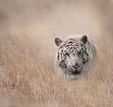 White Tiger in the grassland