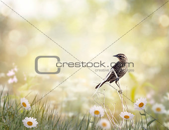 Brown bird perching in a meadow