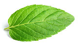 Fresh raw mint leaf on white