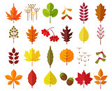 autumn leaves set, isolated on white background. simple cartoon flat style, vector illustration.