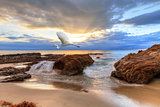 Great egret in Laguna Beach