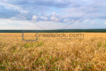 Landscape of Golden field