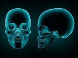 3D skull front and side on