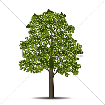 detached linden tree with leaves