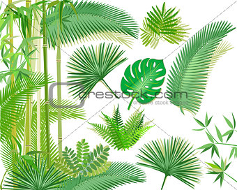 Exotic tropical plants illustration