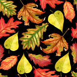Seamless pattern with red, yellow and green-yellow autumn leaves on black background. Endless artwork hand-drawn. Floral wallpaper autumn plant forest. Watercolor illustration