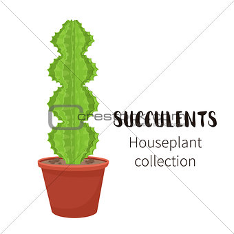 Cactus icons in a flat style on a white background. Home plants cactus in pots and with flowers. A variety of decorative cactus with prickles and without.