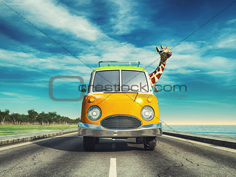  Giraffe driving a car 