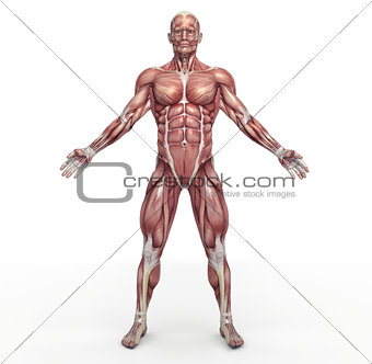  Male muscular system