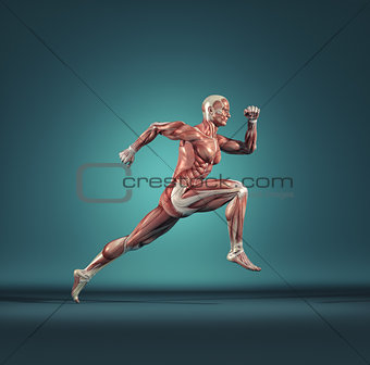 Male muscular system running