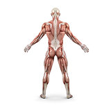 Rear view of the male muscular system