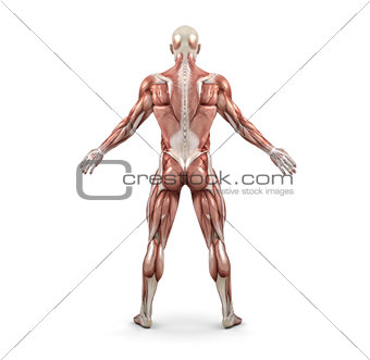 Rear view of the male muscular system