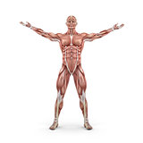 Front view of the muscular system