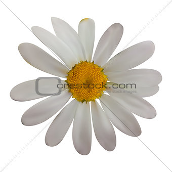 Colorful naturalistic beautiful chamomile on White Background. V