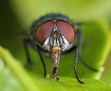 Fly frontal close-up