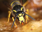 Wasp feeding sweet macro close-up