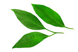mandarin leaves isolated on a white background