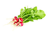 Fresh organic farm radishes with green leaves