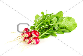 Fresh organic farm radishes with green leaves