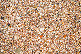 Crushed cockleshells on the beach close-up background