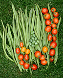 Fresh green runner beans with tomatoes and cucamelons 