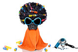 hairdresser groomer dog