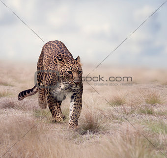 Leopard walking in the grass